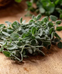 Sweet Marjoram Seeds – Origanum majorana – 150 Seeds – Aromatic Heirloom Herb - Image 3