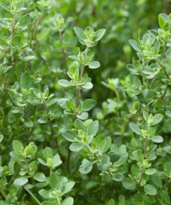 Sweet Marjoram Seeds – Origanum majorana – 150 Seeds – Aromatic Heirloom Herb - Image 4