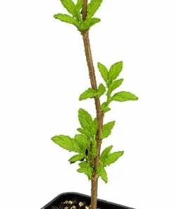 Sweet Mock Orange Shrub - Live Plant - 6-12" Tall - Quart Pot - Fragrant White Blooms - Image 2