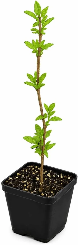 Sweet Mock Orange Shrub - Live Plant - 6-12" Tall - Quart Pot - Fragrant White Blooms - Image 2