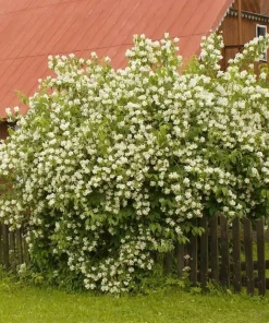 Sweet Mock Orange Shrub - Live Plant - 6-12