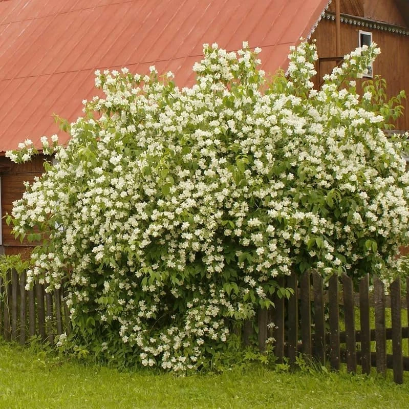 Sweet Mock Orange Shrub - Live Plant - 6-12" Tall - Quart Pot - Fragrant White Blooms - Image 4