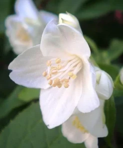 Sweet Mock Orange Shrub - Live Plant - 6-12