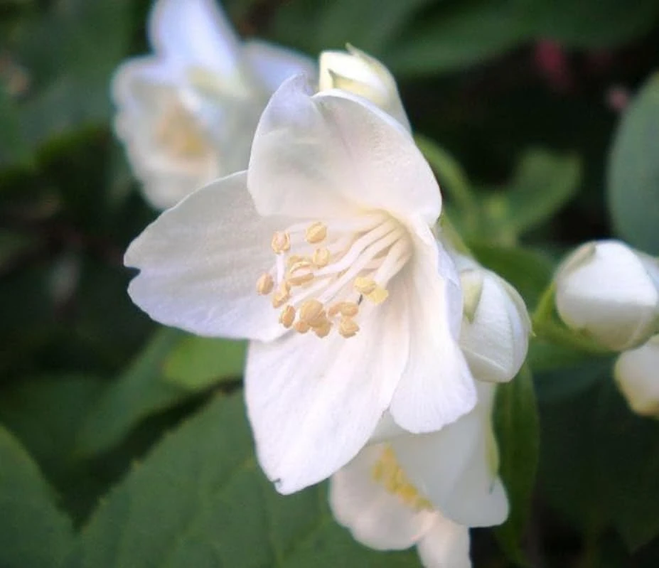 Sweet Mock Orange Shrub - Live Plant - 6-12" Tall - Quart Pot - Fragrant White Blooms - Image 5