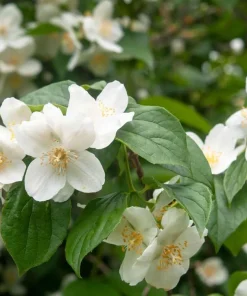 Sweet Mock Orange Shrub - Live Plant - 6-12