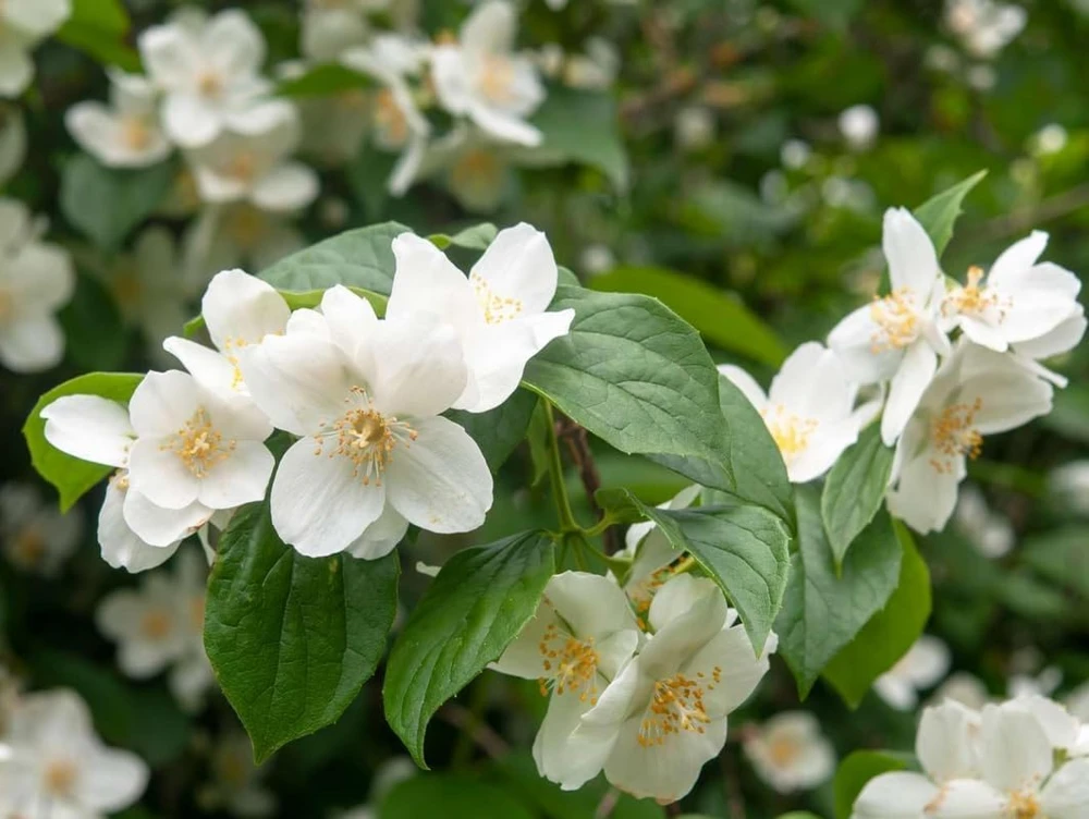 Sweet Mock Orange Shrub - Live Plant - 6-12" Tall - Quart Pot - Fragrant White Blooms - Image 6