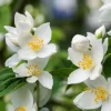 Sweet Mock Orange Shrub - Live Plant - 6-12" Tall - Quart Pot - Fragrant White Blooms - Image 1