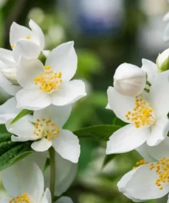 Sweet Mock Orange Shrub - Live Plant - 6-12" Tall - Quart Pot - Fragrant White Blooms - Image 1