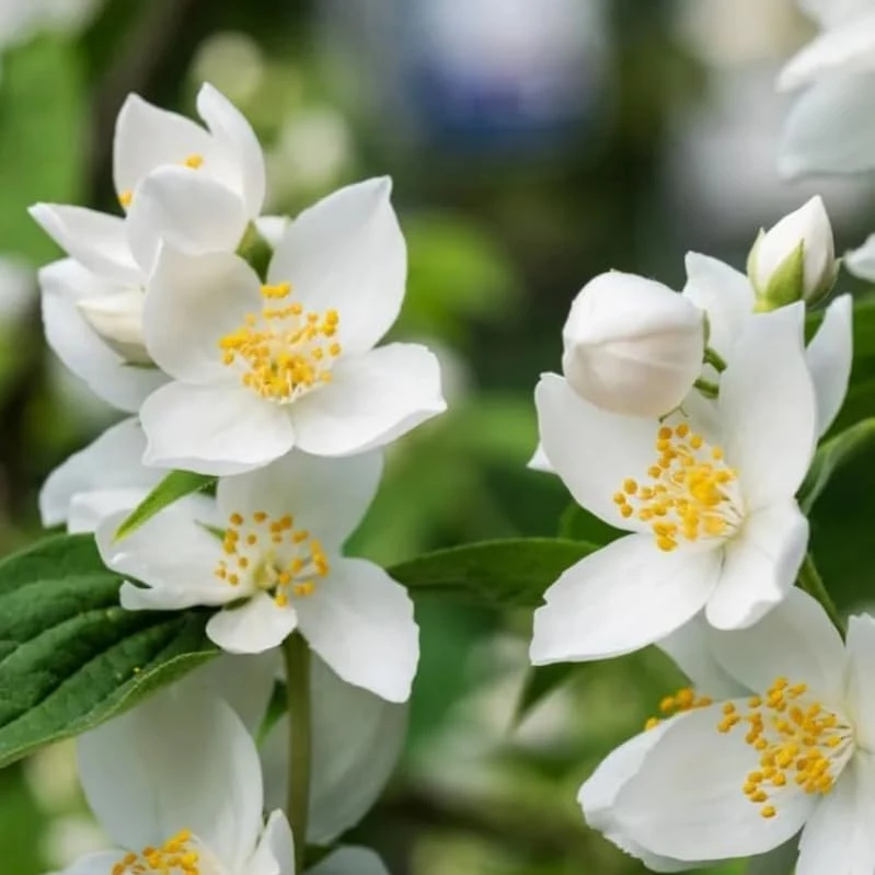 Sweet Mock Orange Shrub - Live Plant - 6-12" Tall - Quart Pot - Fragrant White Blooms - Image 1