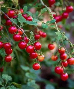 Sweet Pea Currant Tomato Seeds - Heirloom Tiny Red Tomatoes - 20 Seeds - Image 4