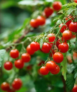 Sweet Pea Currant Tomato Seeds - Heirloom Tiny Red Tomatoes - 20 Seeds - Image 5