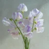 Sweet Pea Seeds - Fragrant Climbing Blooms, Lathyrus odoratus, 20 Seeds - Image 1
