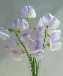Sweet Pea Seeds - Fragrant Climbing Blooms, Lathyrus odoratus, 20 Seeds - Image 1