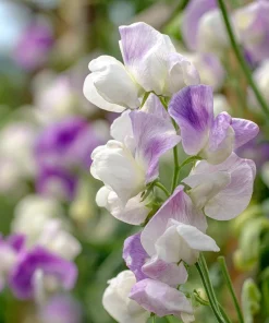 Sweet Pea Seeds - Fragrant Climbing Blooms, Lathyrus odoratus, 20 Seeds - Image 2