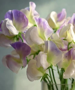Sweet Pea Seeds - Fragrant Climbing Blooms, Lathyrus odoratus, 20 Seeds - Image 3