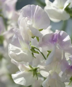Sweet Pea Seeds - Fragrant Climbing Blooms, Lathyrus odoratus, 20 Seeds - Image 4