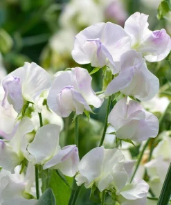 Sweet Pea Seeds - Fragrant Climbing Blooms, Lathyrus odoratus, 20 Seeds - Image 5