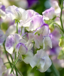 Sweet Pea Seeds - Fragrant Climbing Blooms, Lathyrus odoratus, 20 Seeds - Image 6