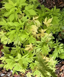 sweet potato plants - Image 3