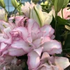 Sweet Rosy Double Oriental Lily Bulb - Impressive Pink & White Blooms - Perennial Flower Bulb - Image 1