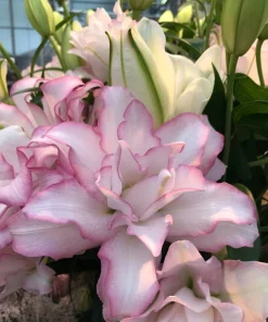 Sweet Rosy Double Oriental Lily Bulb - Impressive Pink & White Blooms - Perennial Flower Bulb - Image 1