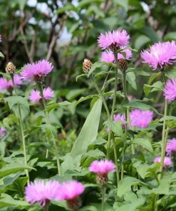 Sweet Sultan Imperialis Mix Flower Seeds - 500 Mixed Color Centaurea Moschata Seeds - Image 10