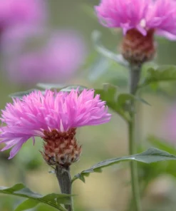 Sweet Sultan Imperialis Mix Flower Seeds - 500 Mixed Color Centaurea Moschata Seeds - Image 11
