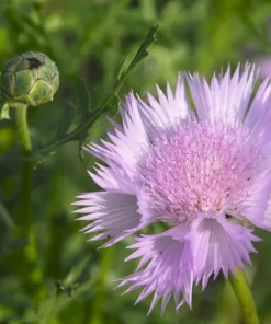 Sweet Sultan Imperialis Mix Flower Seeds - 500 Mixed Color Centaurea Moschata Seeds - Image 12