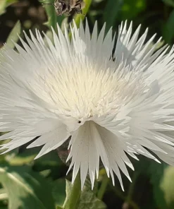 Sweet Sultan Imperialis Mix Flower Seeds - 500 Mixed Color Centaurea Moschata Seeds - Image 13