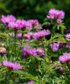 Sweet Sultan Imperialis Mix Flower Seeds - 500 Mixed Color Centaurea Moschata Seeds - Image 2