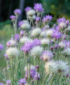 Sweet Sultan Imperialis Mix Flower Seeds - 500 Mixed Color Centaurea Moschata Seeds - Image 3