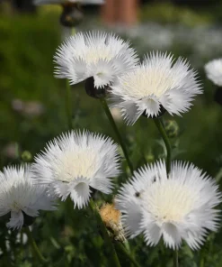 Sweet Sultan Imperialis Mix Flower Seeds - 500 Mixed Color Centaurea Moschata Seeds - Image 4