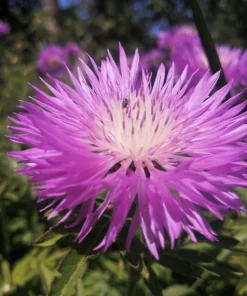Sweet Sultan Imperialis Mix Flower Seeds - 500 Mixed Color Centaurea Moschata Seeds - Image 5