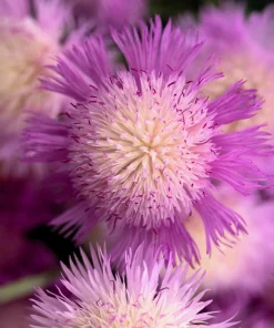 Sweet Sultan Imperialis Mix Flower Seeds - 500 Mixed Color Centaurea Moschata Seeds - Image 6