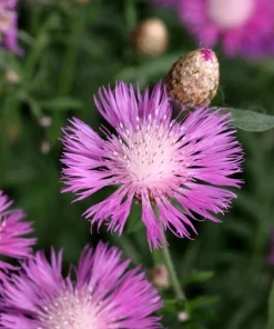 Sweet Sultan Imperialis Mix Flower Seeds - 500 Mixed Color Centaurea Moschata Seeds - Image 7