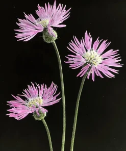 Sweet Sultan Imperialis Mix Flower Seeds - 500 Mixed Color Centaurea Moschata Seeds - Image 8