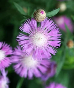 Sweet Sultan Imperialis Mix Flower Seeds - 500 Mixed Color Centaurea Moschata Seeds - Image 9