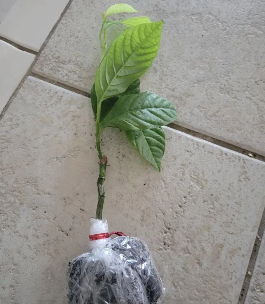 Sweet Sunrise Passion Fruit Live Plant - Climbing Vine, 4-6 In Tall, Tropical Fruit - Image 2