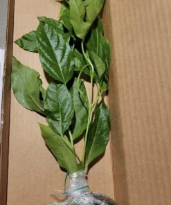 Sweet Sunrise Passion Fruit Live Plant - Climbing Vine, 4-6 In Tall, Tropical Fruit - Image 4