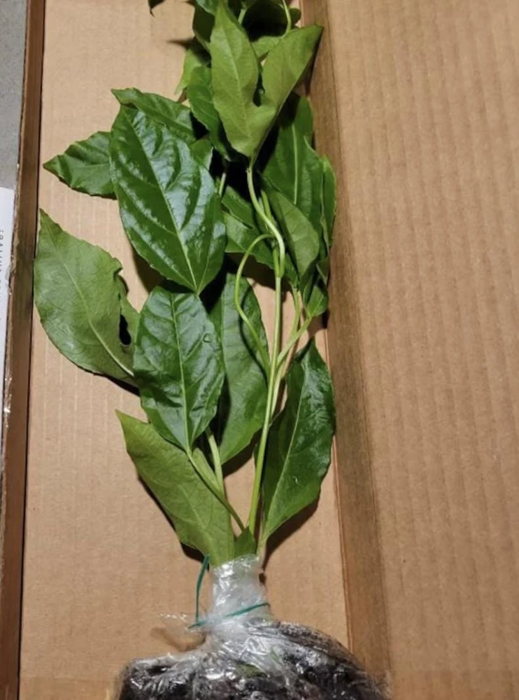 Sweet Sunrise Passion Fruit Live Plant - Climbing Vine, 4-6 In Tall, Tropical Fruit - Image 4