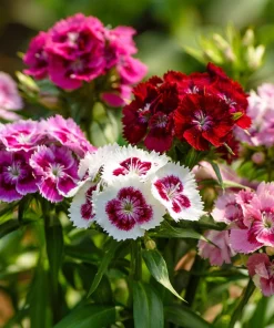 Sweet William Seeds Mix – Dianthus barbatus Flower Seeds – 250 Seeds – Pollinator Friendly - Image 2