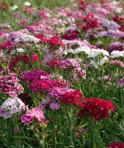 Sweet William Seeds Mix – Dianthus barbatus Flower Seeds – 250 Seeds – Pollinator Friendly - Image 3