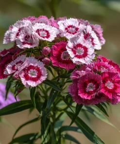 Sweet William Seeds Mix – Dianthus barbatus Flower Seeds – 250 Seeds – Pollinator Friendly - Image 4