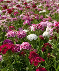 Sweet William Seeds Mix – Dianthus barbatus Flower Seeds – 250 Seeds – Pollinator Friendly - Image 5