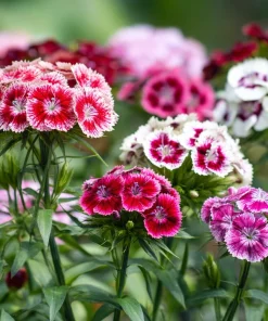 Sweet William Seeds Mix – Dianthus barbatus Flower Seeds – 250 Seeds – Pollinator Friendly - Image 6