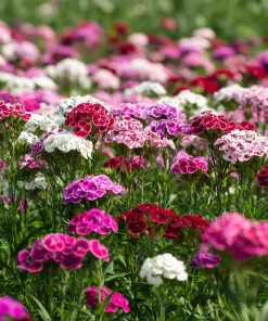 Sweet William Seeds Mix – Dianthus barbatus Flower Seeds – 250 Seeds – Pollinator Friendly - Image 1