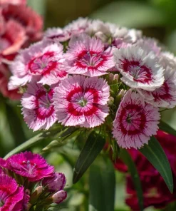 Sweet William Seeds Mix – Dianthus barbatus Flower Seeds – 250 Seeds – Pollinator Friendly - Image 7