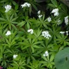 Sweet Woodruff Live Plant – Galium odoratum – 3.5 Inch Pot – Outdoor Shade Perennial - Image 1