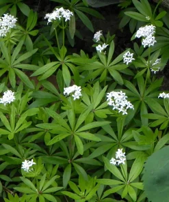 Sweet Woodruff Live Plant – Galium odoratum – 3.5 Inch Pot – Outdoor Shade Perennial - Image 1