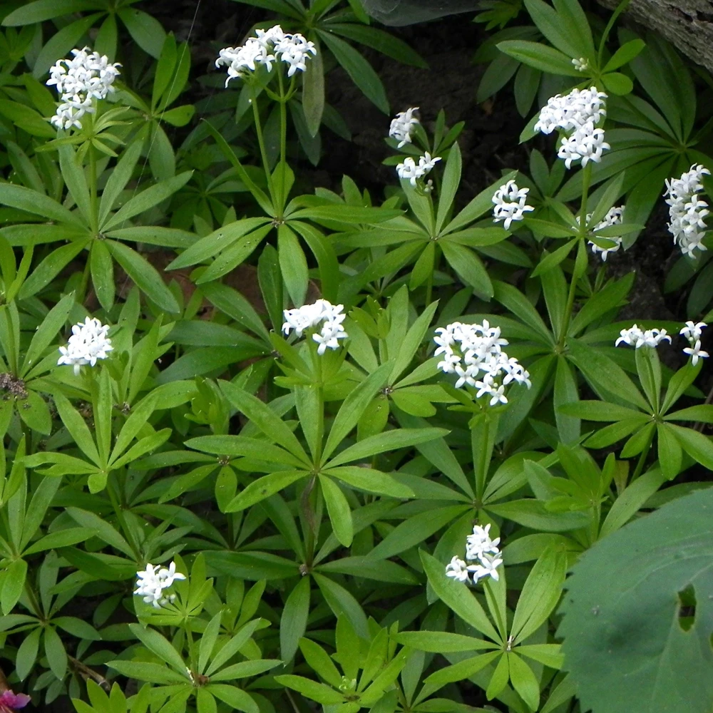 Sweet Woodruff Live Plant – Galium odoratum – 3.5 Inch Pot – Outdoor Shade Perennial - Image 1